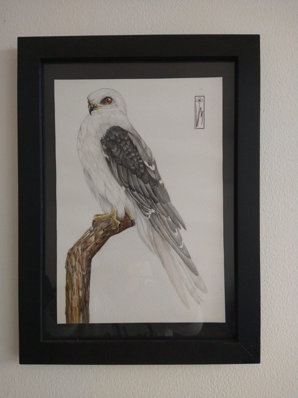 El gavilán maromero se puede observar en humedales, zonas cercanas a los Cerros Orientales con vegetación y áreas aledañas a cuerpos de agua. Foto: cortesía Colibrí