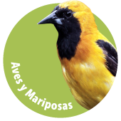 1909 especies registradas. 140 amenazadas, 328 objeto de comercio. 165 migratorias y 82 endémicas Botón Aves