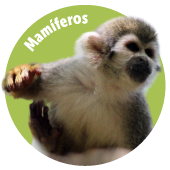 528 especies registradas, 42 amenazadas, 104 CITES, 57 migratorias y 58 endémicas Botón Mamíferos