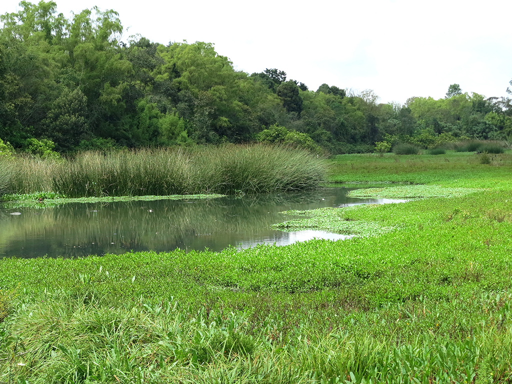 Liberados animales silvestres extraídos de su hábitat por redes de tráfico