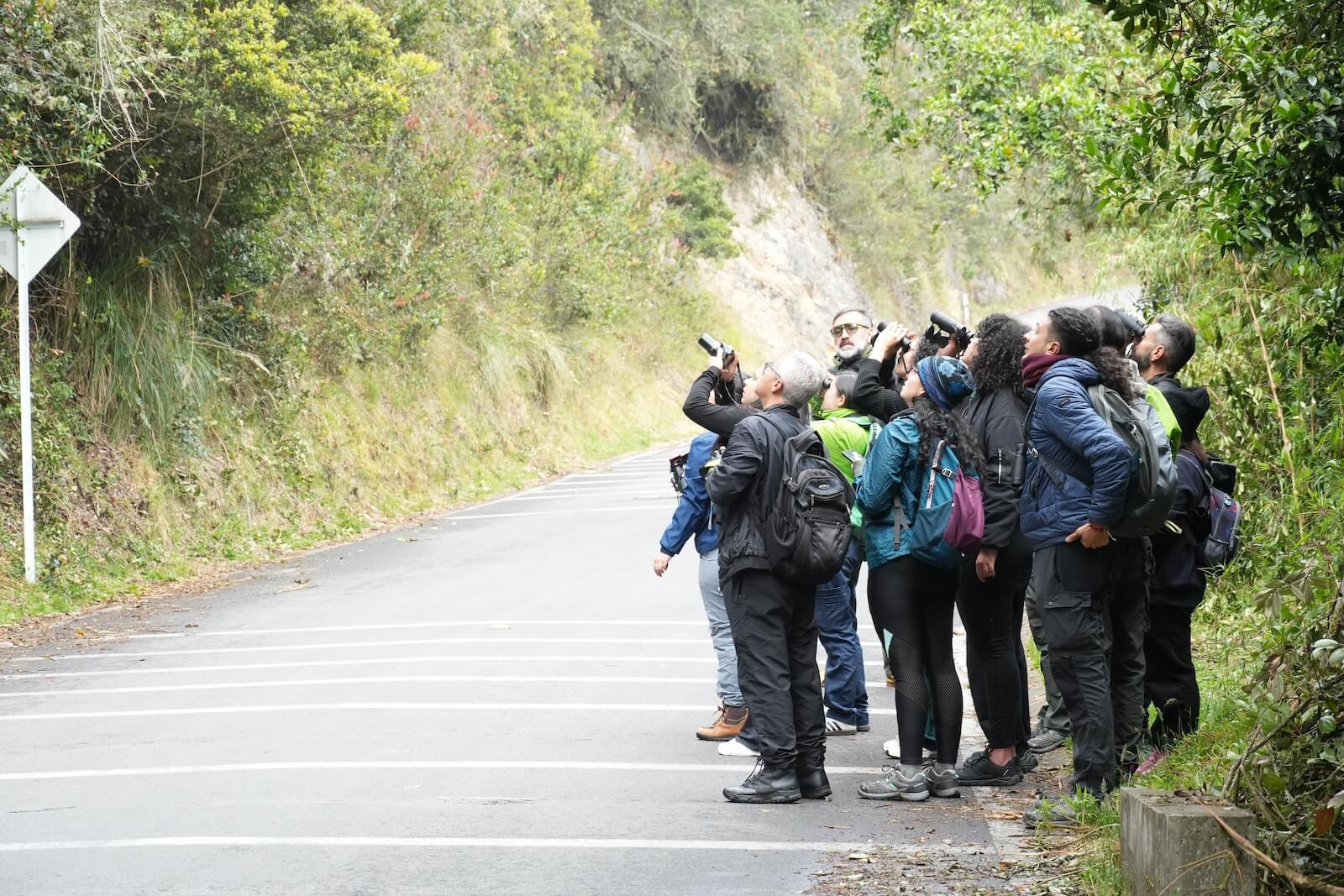 October Big Day 2025: tangara dorsiverde y 16 aves más en el sendero Guadalupe-Aguanoso