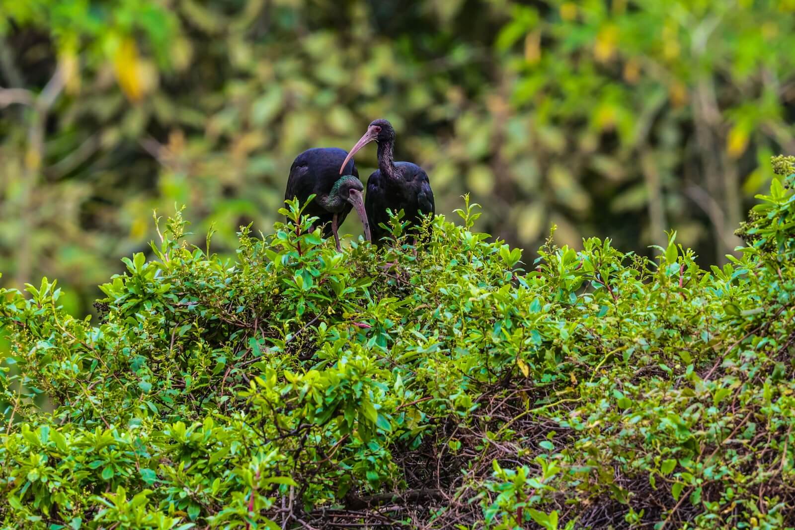 Colombia y el sur global serán protagonistas frente al manejo de la información sobre Biodiversidad