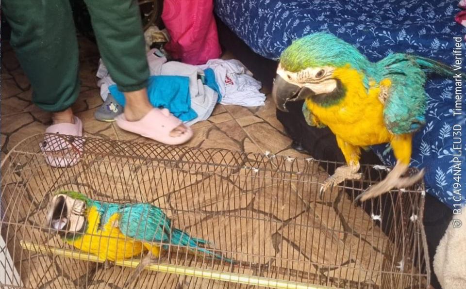 Guacamayas recuperadas