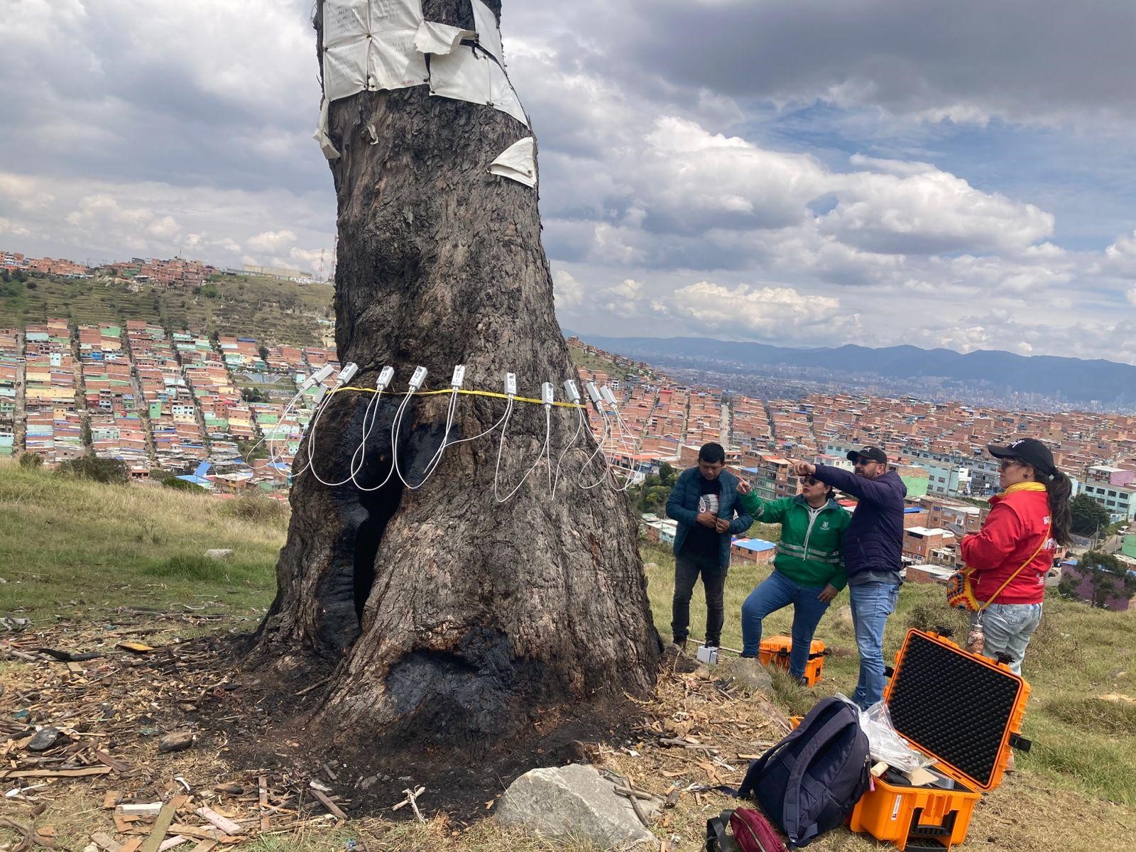 Sector Ambiente toma medidas preventivas de protección, asistencia y aislamiento del Árbol de la Vida, debido a daños ocasionados en su estructura