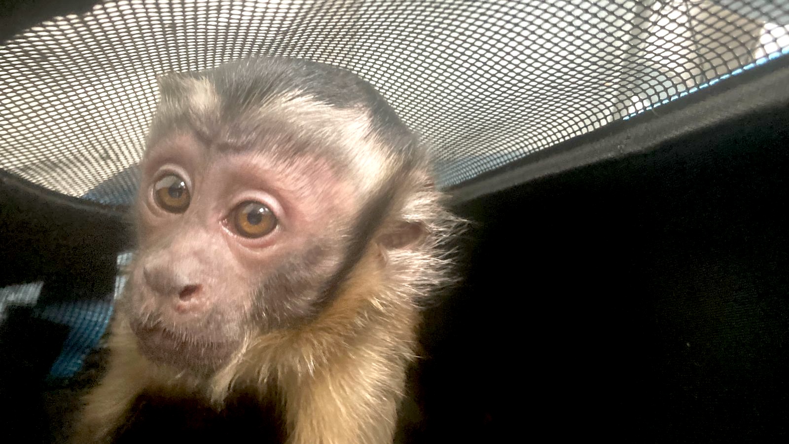 Animales recuperados